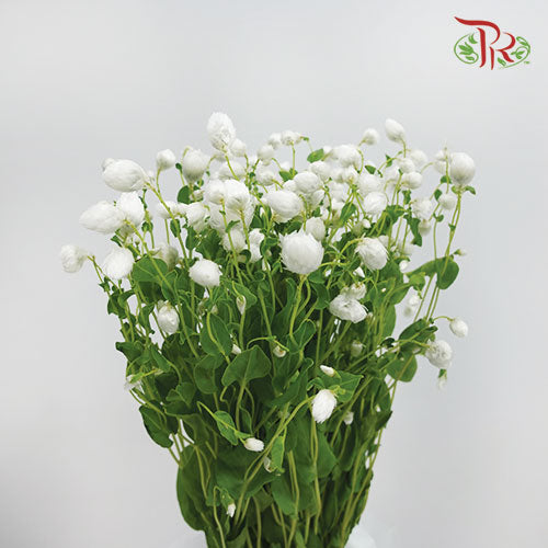 Rhodanthe White - Pudu Ria Florist Southern