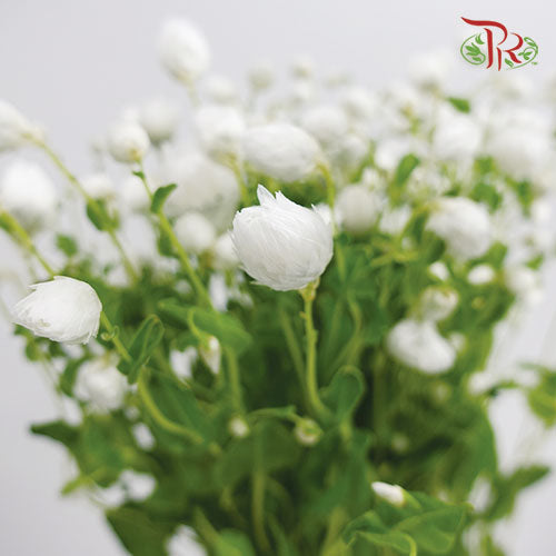 Rhodanthe White - Pudu Ria Florist Southern