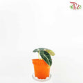 Alocasia Black Velvet - Pudu Ria Florist Southern
