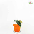 Alocasia Black Velvet - Pudu Ria Florist Southern