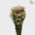 Rice Flower Peach - Pudu Ria Florist Southern