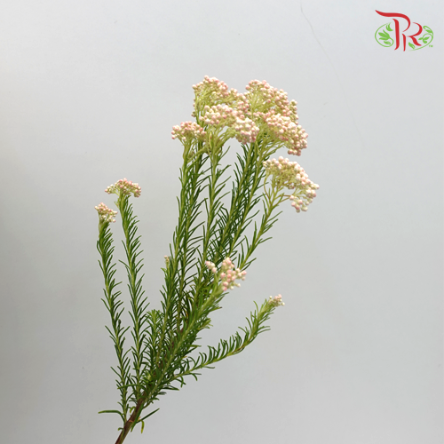 Rice Flower Peach - Pudu Ria Florist Southern