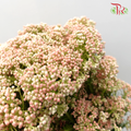 Rice Flower Peach - Pudu Ria Florist Southern