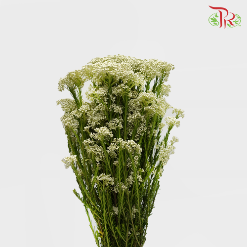 Rice Flower White - Pudu Ria Florist Southern