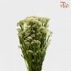 Rice Flower White - Pudu Ria Florist Southern