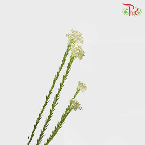 Rice Flower White - Pudu Ria Florist Southern
