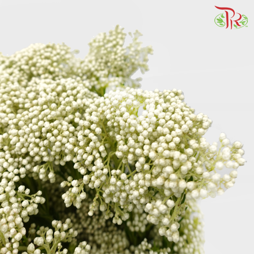 Rice Flower White - Pudu Ria Florist Southern