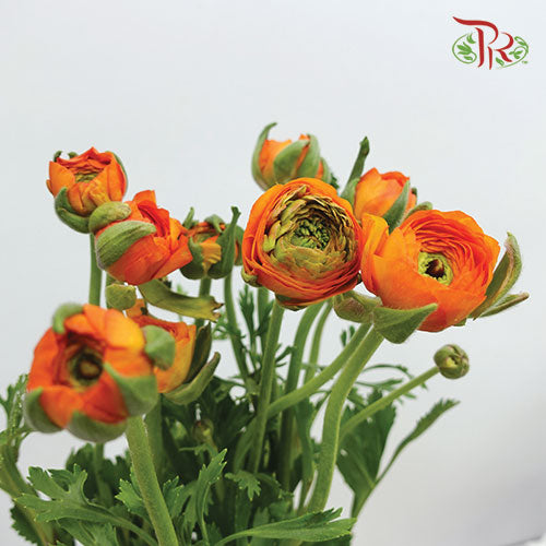 Ranunculus Orange (8 - 10 Stems) - Pudu Ria Florist Southern