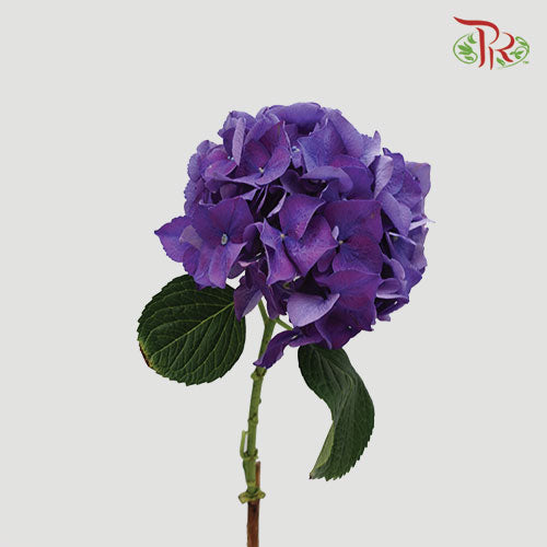 Hydrangea Rodeo Purple / Per Stem - Pudu Ria Florist Southern