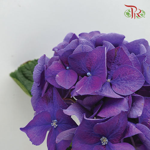 Hydrangea Rodeo Purple / Per Stem - Pudu Ria Florist Southern