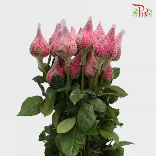 Rose Cherry Pink (19-20 Stems) - Pudu Ria Florist Southern