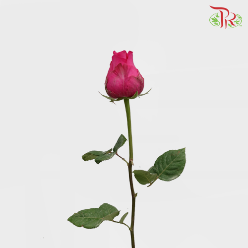 Rose Cherry Pink (19-20 Stems) - Pudu Ria Florist Southern