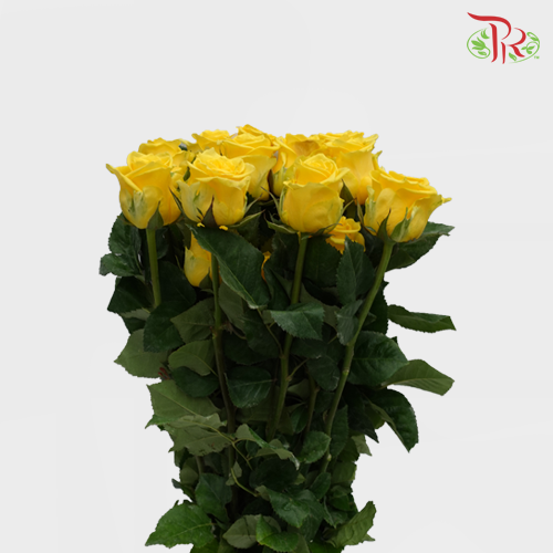 Rose Dark Yellow (19-20 Stems) - Pudu Ria Florist Southern