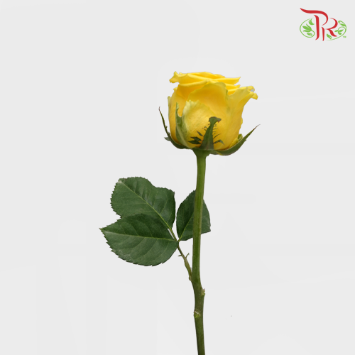Rose Dark Yellow (19-20 Stems) - Pudu Ria Florist Southern