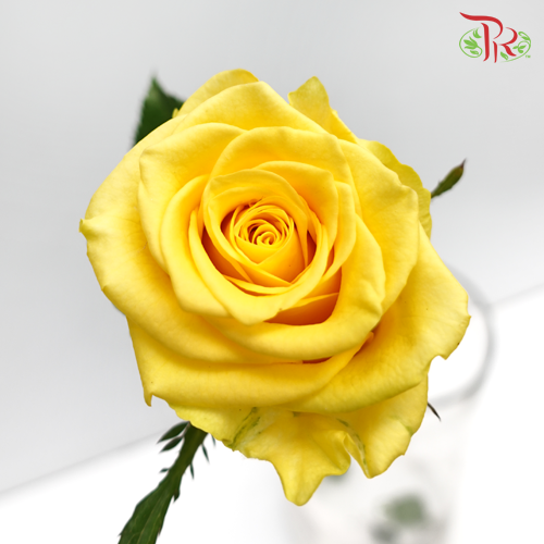 Rose Dark Yellow (19-20 Stems) - Pudu Ria Florist Southern