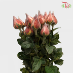 Rose Dark Orange (19-20 Stems) - Pudu Ria Florist Southern