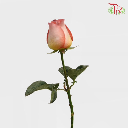 Rose Dark Orange (19-20 Stems) - Pudu Ria Florist Southern