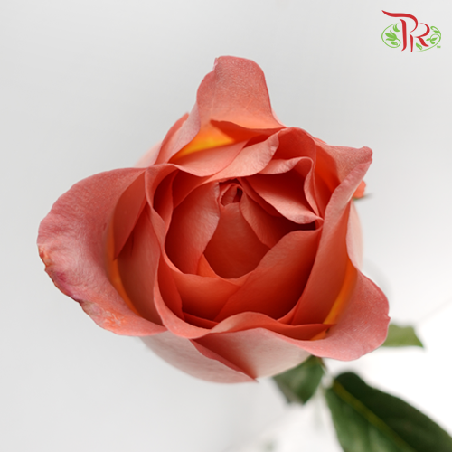 Rose Dark Orange (19-20 Stems) - Pudu Ria Florist Southern