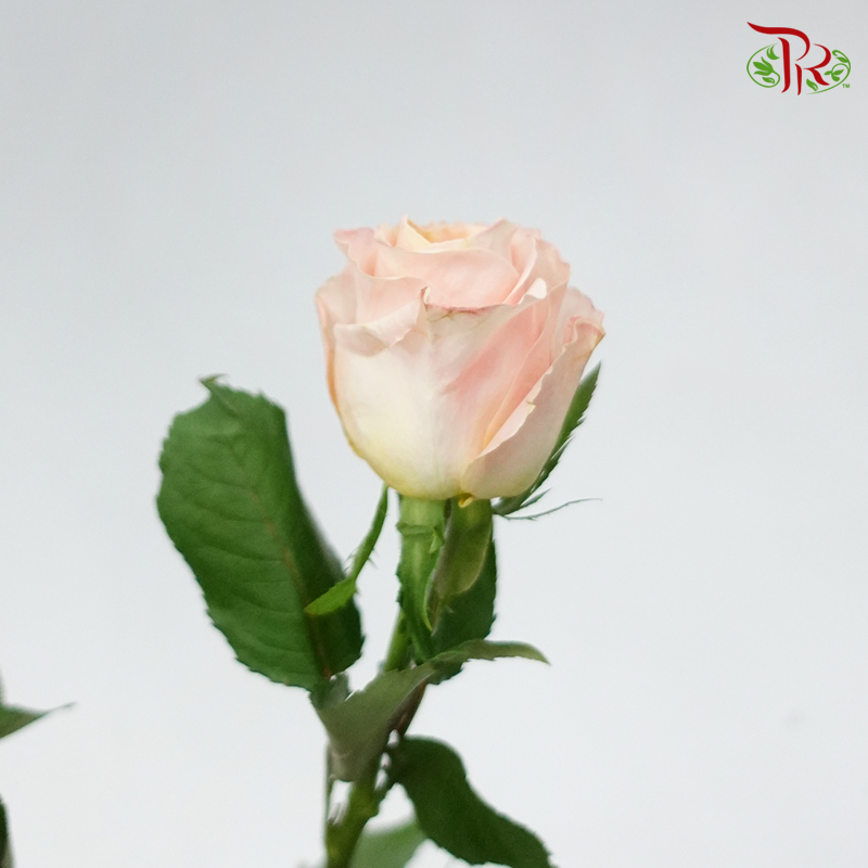 Rose Gleam (8-10 Stems) - Pudu Ria Florist Southern
