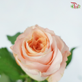 Rose Gleam (8-10 Stems) - Pudu Ria Florist Southern