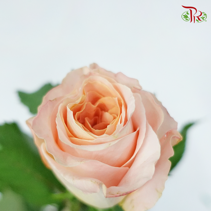 Rose Gleam (8-10 Stems) - Pudu Ria Florist Southern