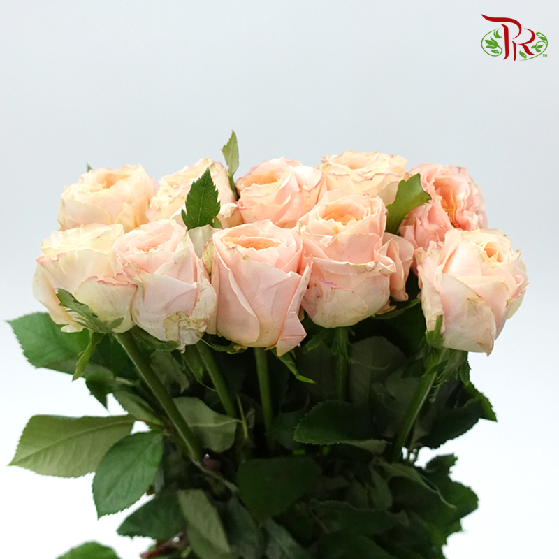 Rose Gleam (8-10 Stems) - Pudu Ria Florist Southern