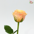 Rose Koi Carp (8-10 Stems) - Pudu Ria Florist Southern