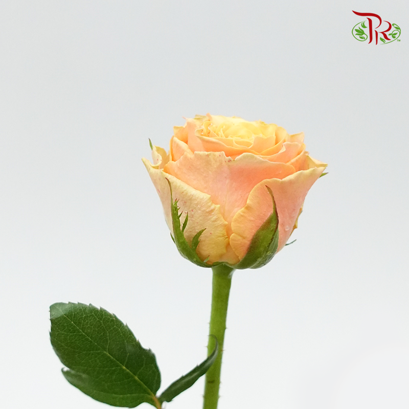 Rose Koi Carp (8-10 Stems) - Pudu Ria Florist Southern