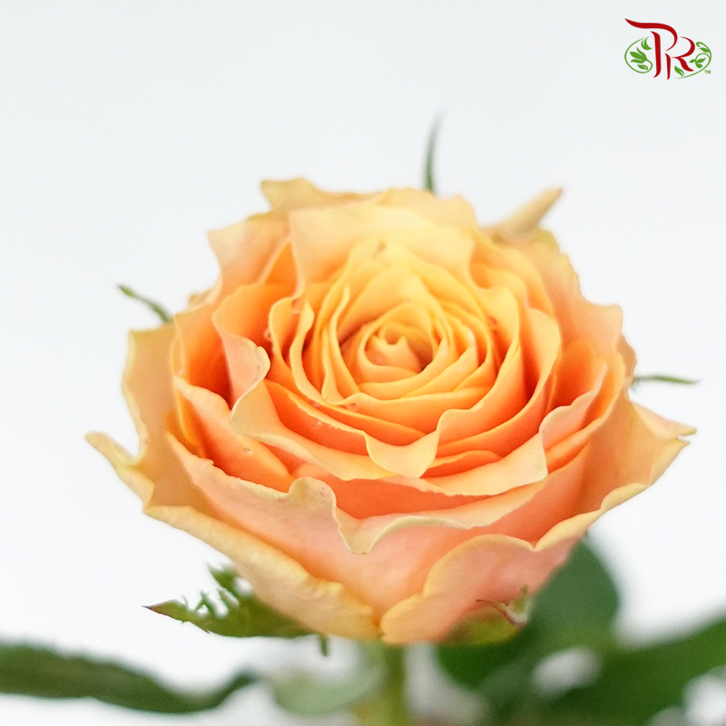 Rose Koi Carp (8-10 Stems) - Pudu Ria Florist Southern