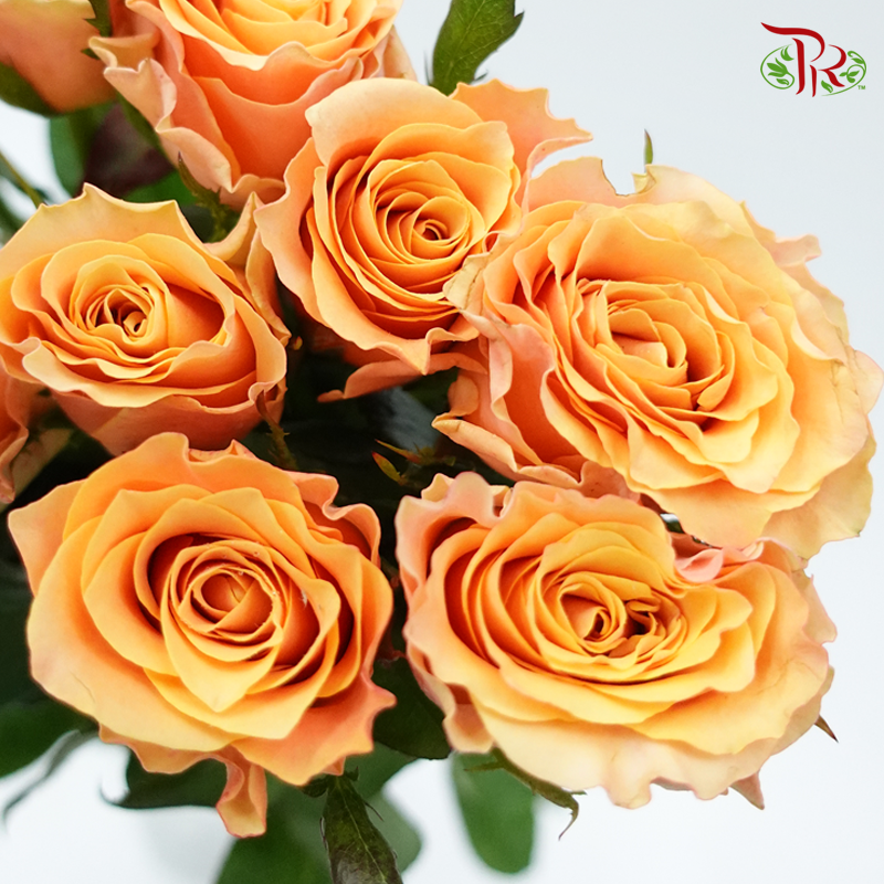 Rose Koi Carp (8-10 Stems) - Pudu Ria Florist Southern