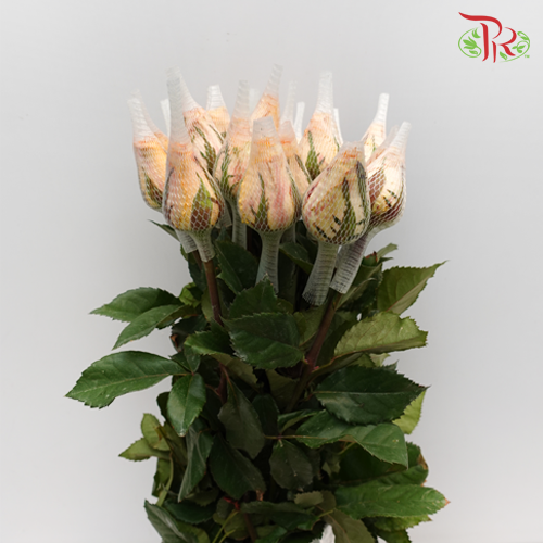 Rose Light Orange (19-20 Stems) - Pudu Ria Florist Southern