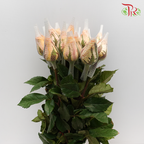 Rose Light Orange (19-20 Stems) - Pudu Ria Florist Southern
