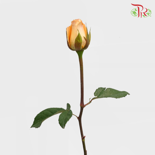 Rose Light Orange (19-20 Stems) - Pudu Ria Florist Southern