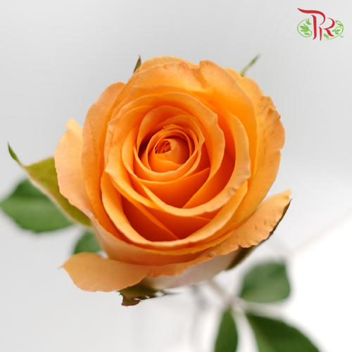 Rose Light Orange (19-20 Stems) - Pudu Ria Florist Southern