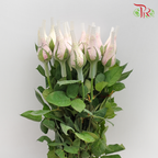 Rose Light Pink (19-20 Stems) - Pudu Ria Florist Southern