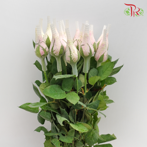 Rose Light Pink (19-20 Stems) - Pudu Ria Florist Southern