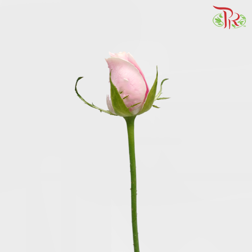 Rose Light Pink (19-20 Stems) - Pudu Ria Florist Southern
