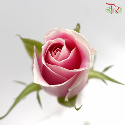 Rose Light Pink (19-20 Stems) - Pudu Ria Florist Southern