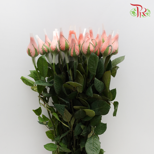 Rose Orange (19-20 Stems) - Pudu Ria Florist Southern