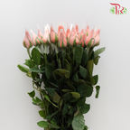 Rose Orange (19-20 Stems) - Pudu Ria Florist Southern
