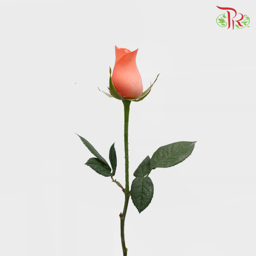 Rose Orange (19-20 Stems) - Pudu Ria Florist Southern