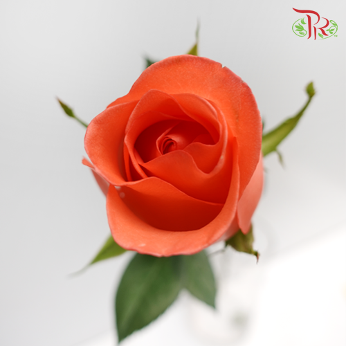 Rose Orange (19-20 Stems) - Pudu Ria Florist Southern