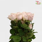 Rose Pink Avalanche (19-20 Stems) - Pudu Ria Florist Southern