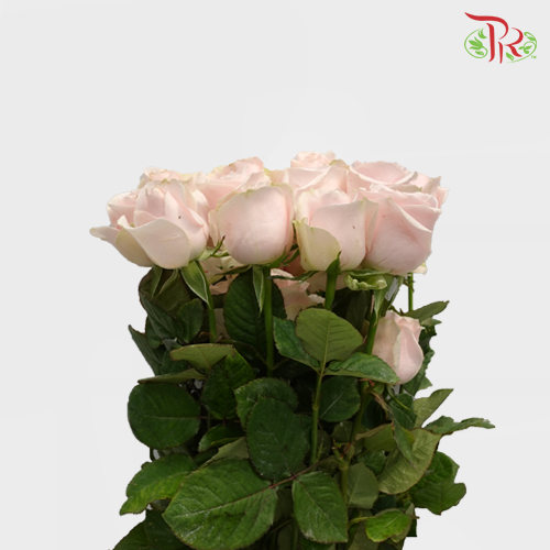 Rose Pink Avalanche (19-20 Stems) - Pudu Ria Florist Southern
