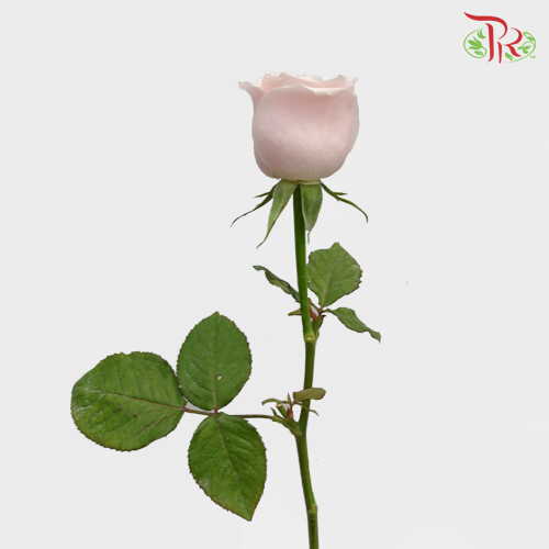 Rose Pink Avalanche (19-20 Stems) - Pudu Ria Florist Southern