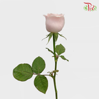 Rose Pink Avalanche (19-20 Stems) - Pudu Ria Florist Southern
