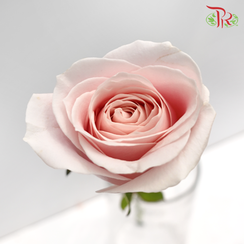 Rose Pink Avalanche (19-20 Stems) - Pudu Ria Florist Southern