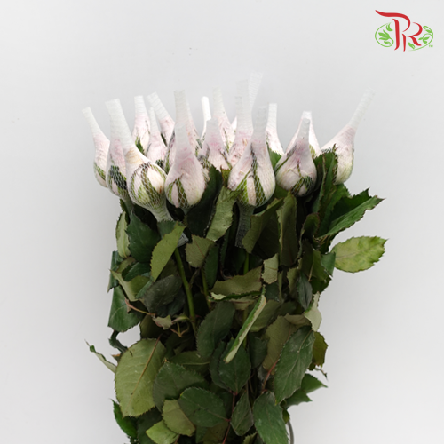 Rose Purple (19-20 Stems) - Pudu Ria Florist Southern