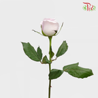 Rose Purple (19-20 Stems) - Pudu Ria Florist Southern