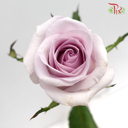 Rose Purple (19-20 Stems) - Pudu Ria Florist Southern